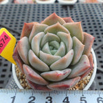 PRESALE Echeveria Love, (Not So Random)