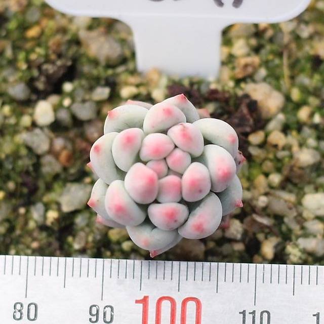 PRESALE Echeveria Crown Ball (Very Tiny)
