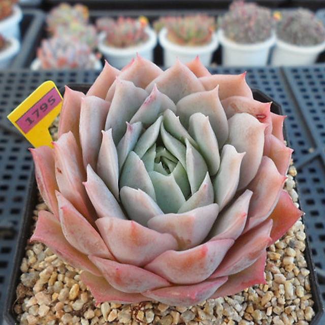 PRESALE Echeveria Jeong-wol, (Random)