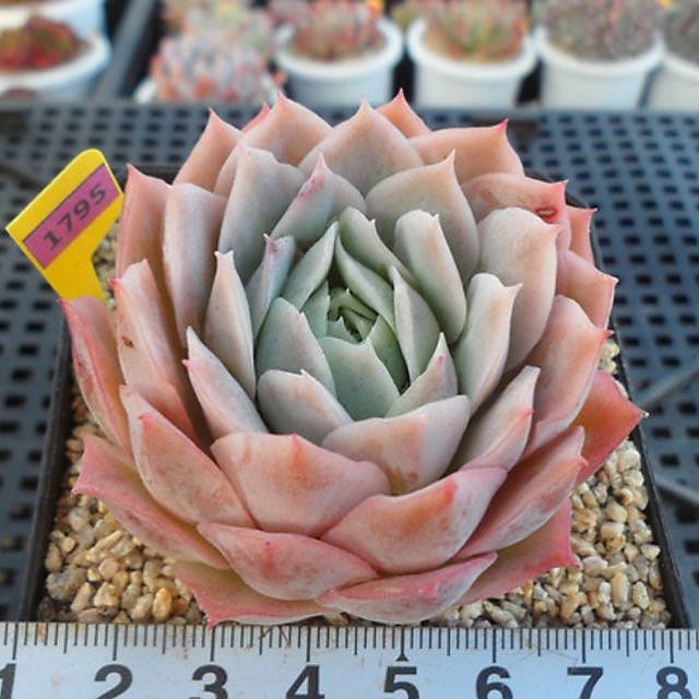 PRESALE Echeveria Jeong-wol, (Random)