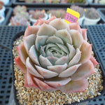 PRESALE Echeveria Jeong-wol, (Random)