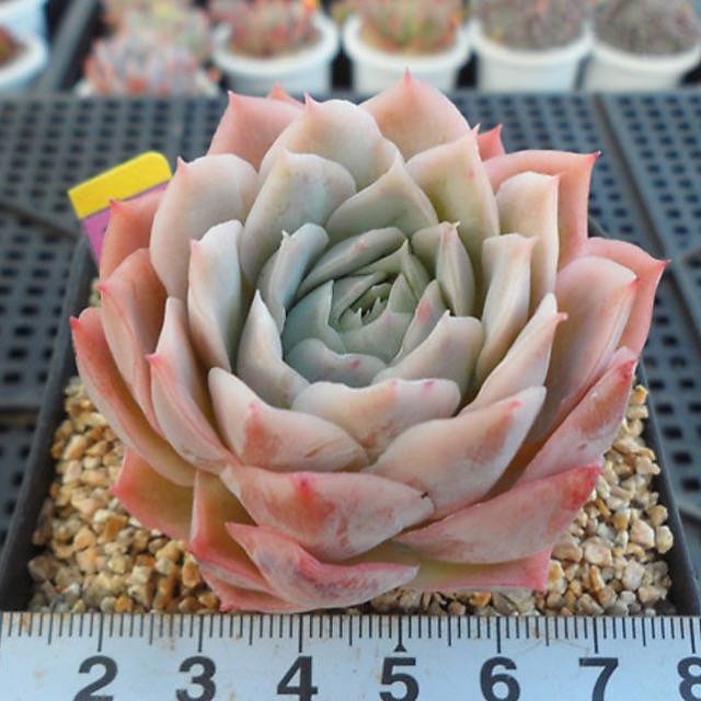 PRESALE Echeveria Jeong-wol, (Random)