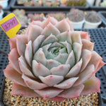 PRESALE Echeveria Jeong-wol, (Random)