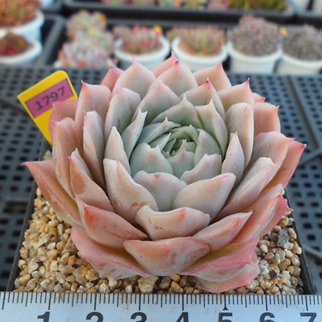 PRESALE Echeveria Jeong-wol, (Random)