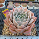 PRESALE Echeveria Jeong-wol, (Random)