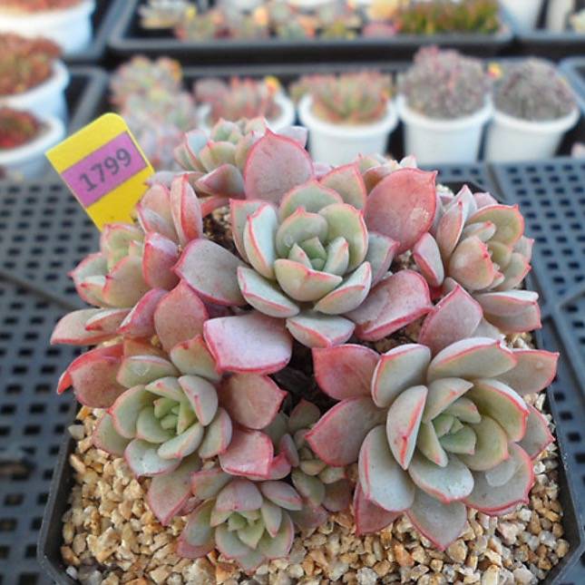 PRESALE Echeveria Subcorymbosa Lau 026, (Not So Random)