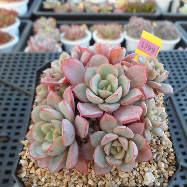 PRESALE Echeveria Subcorymbosa Lau 026, (Not So Random)