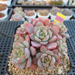 PRESALE Echeveria Subcorymbosa Lau 026, (Not So Random)