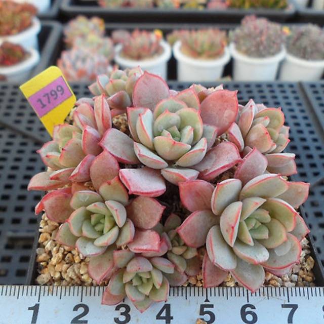PRESALE Echeveria Subcorymbosa Lau 026, (Not So Random)
