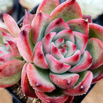 PRESALE Echeveria 'Fire Pillar,' (Random)