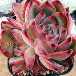 PRESALE Echeveria 'Fire Pillar,' (Random)