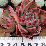 PRESALE Echeveria 'Fire Pillar,' (Random)