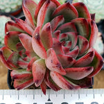 PRESALE Echeveria 'Fire Pillar,' (Random)