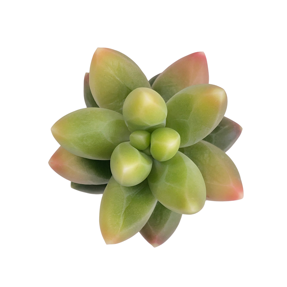 Pachyphytum Compactum, Variegata
