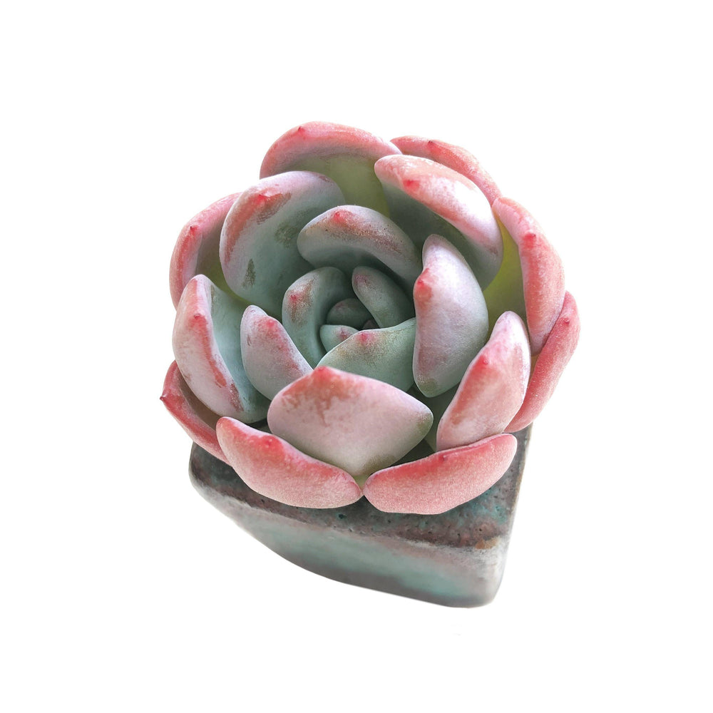 SALE! Echeveria Sp.