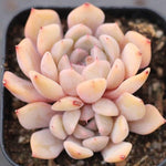 Echeveria Sajong, (Random)