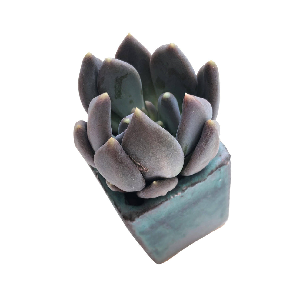 SALE! Pachyveria Black Swan