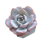 SALE! Echeveria Purple Ice