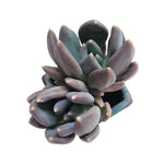 SALE! Pachyveria Black Swan