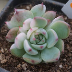 PRESALE Echeveria Chihuahuaensis, Variegata (Random)