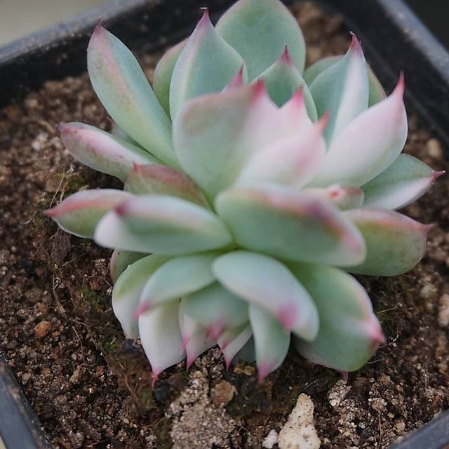 PRESALE Echeveria Chihuahuaensis, Variegata (Random)