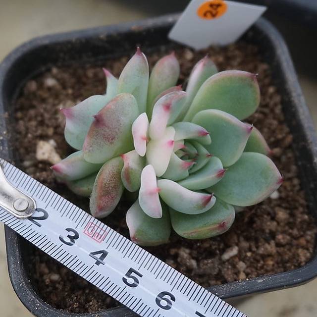 PRESALE Echeveria Chihuahuaensis, Variegata (Random)