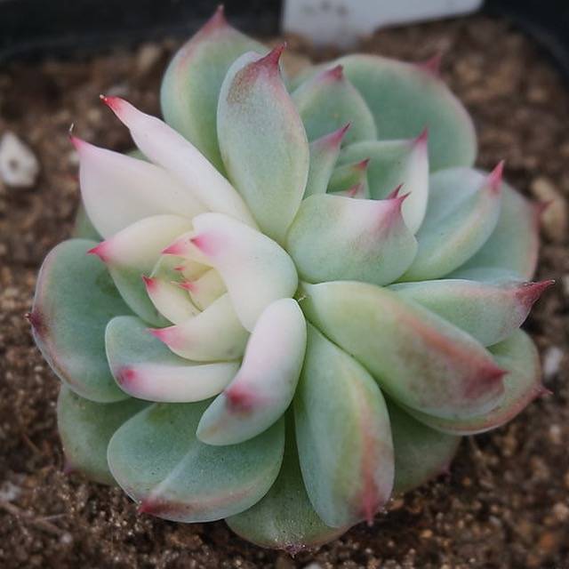 PRESALE Echeveria Chihuahuaensis, Variegata (Random)