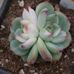 PRESALE Echeveria Chihuahuaensis, Variegata (Random)