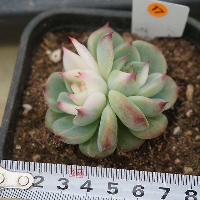 PRESALE Echeveria Chihuahuaensis, Variegata (Random)