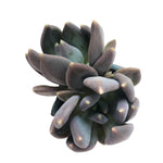 SPECIAL REQUEST- SALE! Pachyveria Black Swan, Double