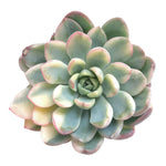 SALE! Echeveria Sp.