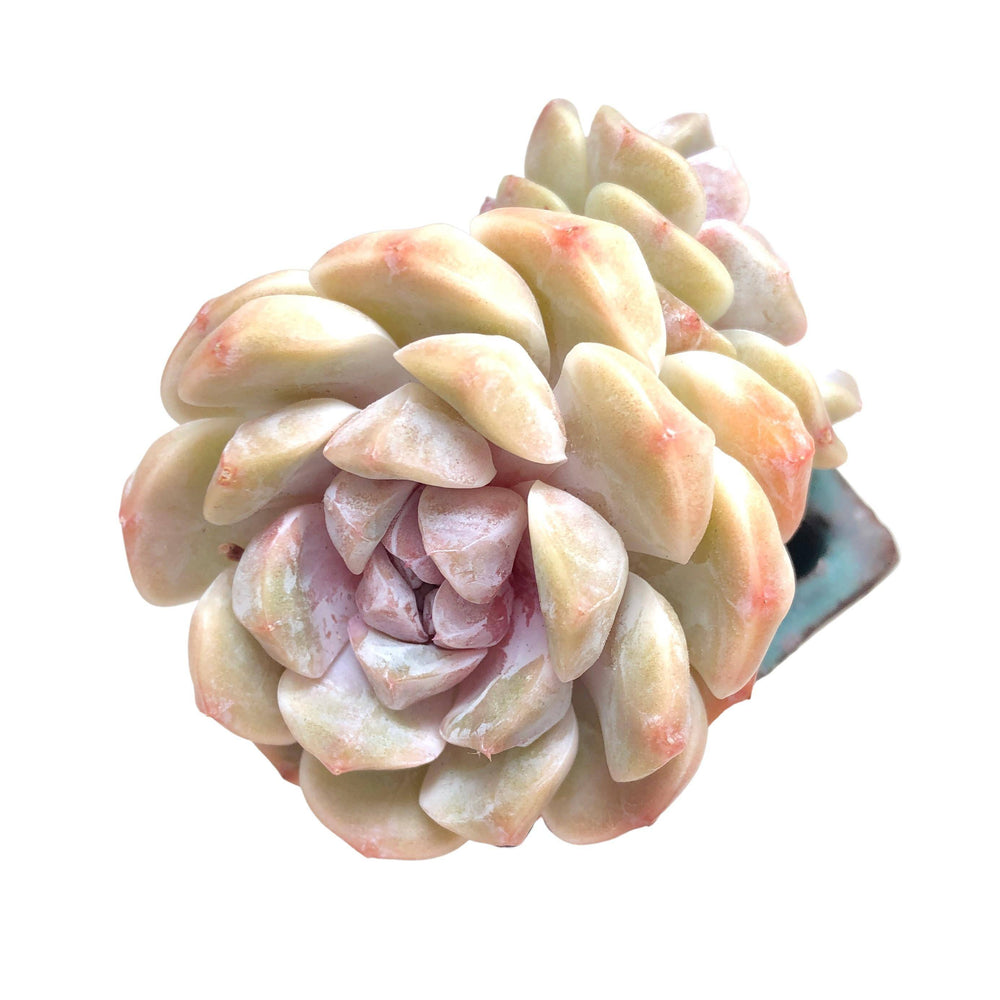 SALE! Echeveria Tynie Berger, Double