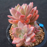 PRESALE Echeveria Unknown Cluster, (Not So Random)