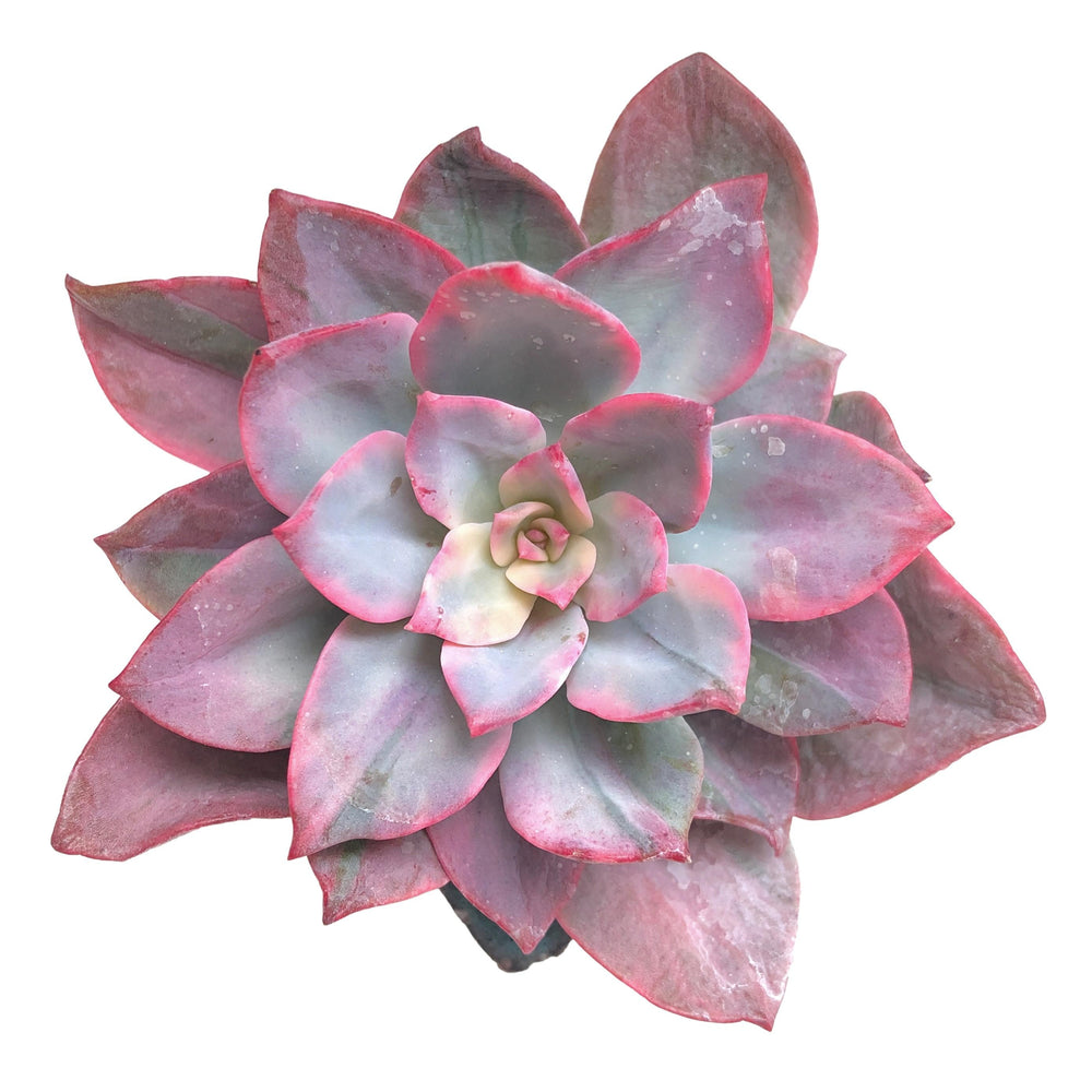 SALE! Echeveria Pink Herrin, (Very Thirsty)