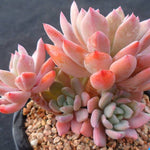 PRESALE Echeveria Unknown Cluster, (Not So Random)