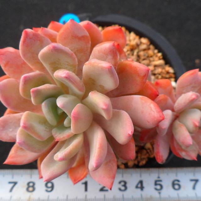 PRESALE Echeveria Unknown Cluster, (Not So Random)