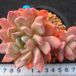 PRESALE Echeveria Unknown Cluster, (Not So Random)