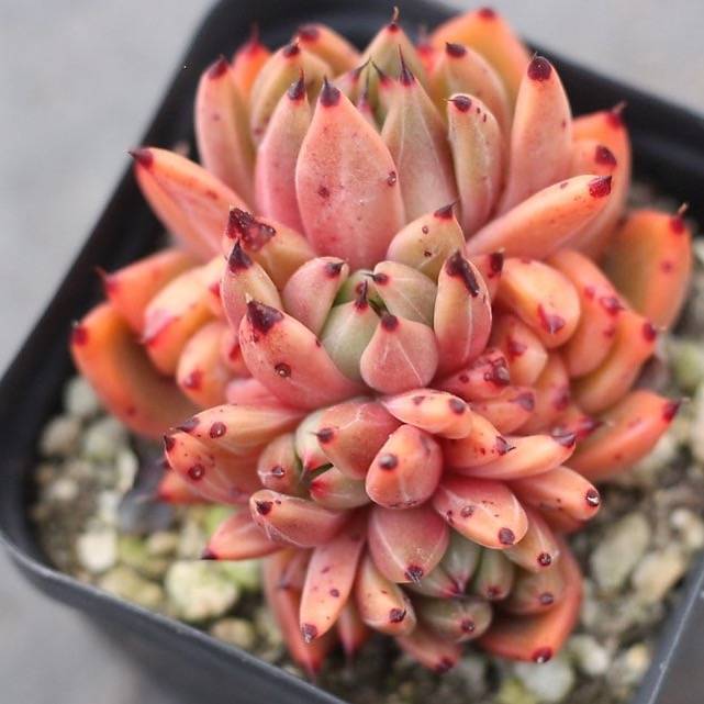 PRESALE Echeveria Golden Bear, (Cluster)