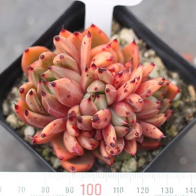 PRESALE Echeveria Golden Bear, (Cluster)