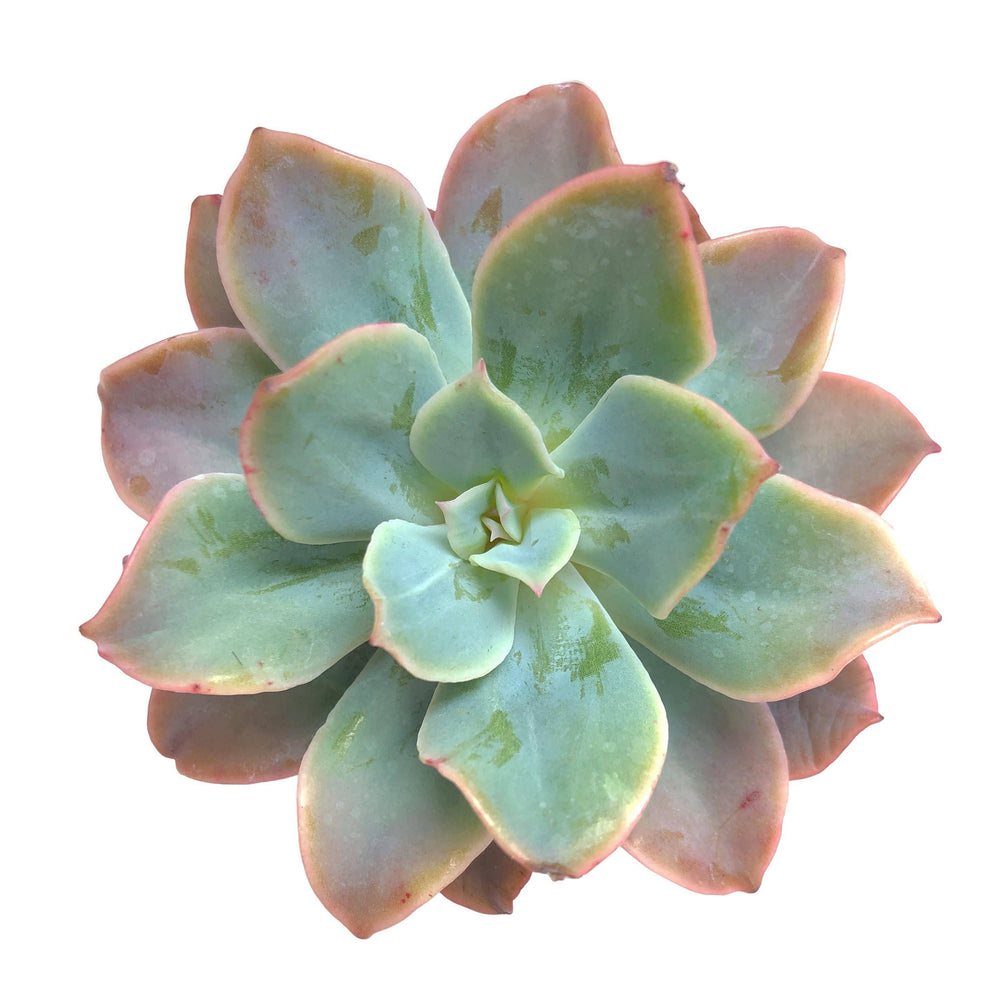 SALE! Echeveria Lexus