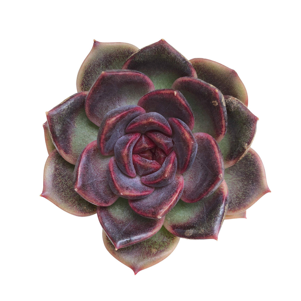 SALE! Echeveria Black Queen Hybrid, (Blemished)