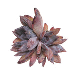 SALE! Echeveria Black Queen Sp.