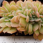 PRESALE Echeveria Unknown Cristata, (Not So Random)