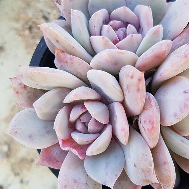 PRESALE Echeveria Derenbergii x Lauii Cluster, (Not So Random)