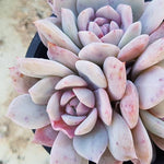 PRESALE Echeveria Derenbergii x Lauii Cluster, (Not So Random)