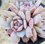 PRESALE Echeveria Derenbergii x Lauii Cluster, (Not So Random)