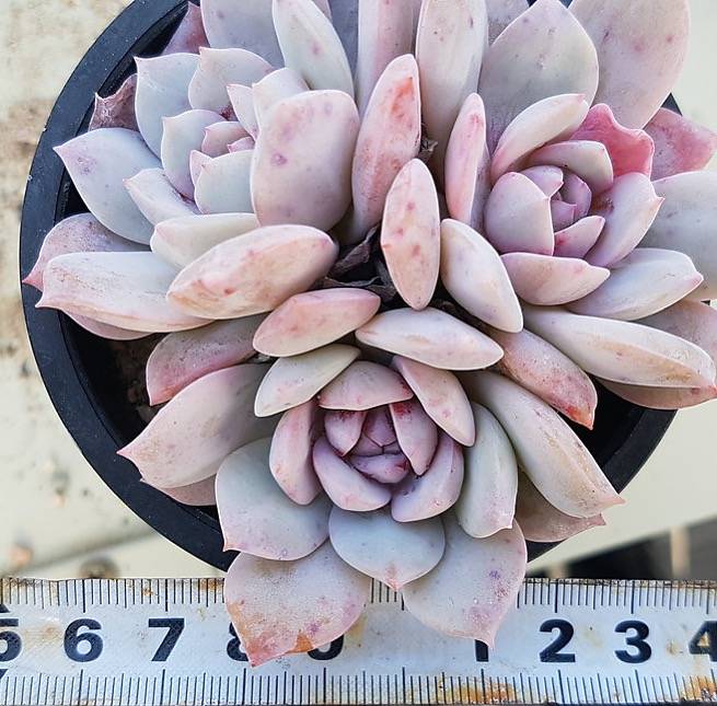 PRESALE Echeveria Derenbergii x Lauii Cluster, (Not So Random)