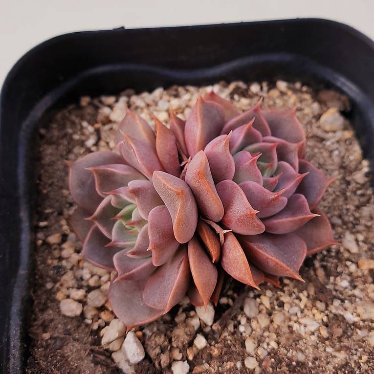 PRESALE Echeveria Roman, Double, (Random)