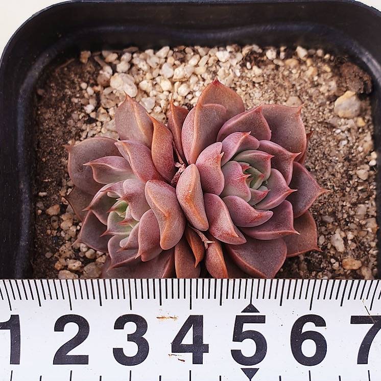 PRESALE Echeveria Roman, Double, (Random)