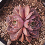 PRESALE Echeveria Roman, Double, (Random)